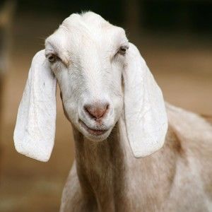 Meet your Posher, Meander